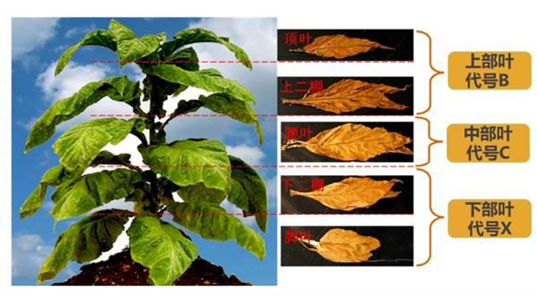 煙葉怎麽分級？煙葉分級原理和方法