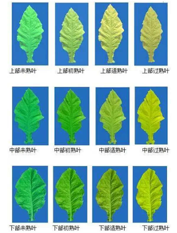煙葉怎麽分級？煙葉分級原理和方法2