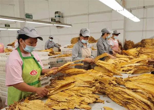 什麽是煙葉分級燈箱？煙葉分級燈箱標準規範